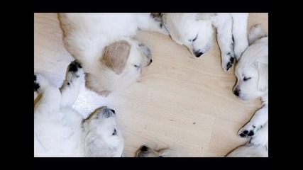 Baby Animals