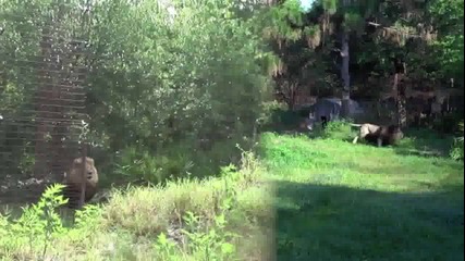 Лъв и тигър си играят