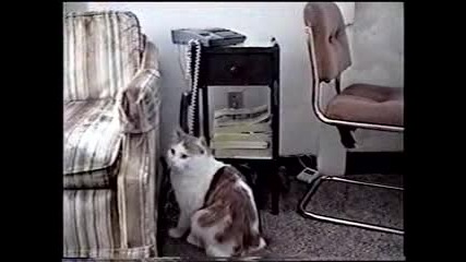 Котка си играе с домашния телефон