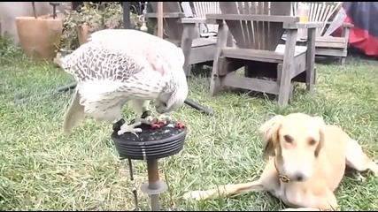 Дружелюбен сокол храни куче