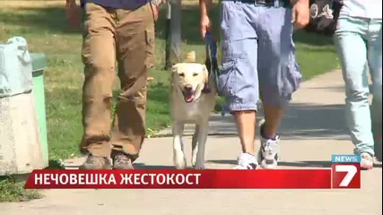 Отровни сухари убиха 10 кучета в София