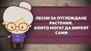 Лесни за отглеждане растения, които могат да виреят сами