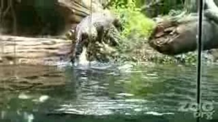 Ягуар плува във вода