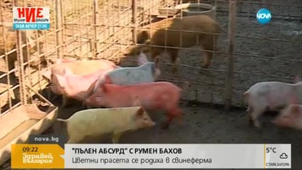 "Пълен абсурд": Цветни прасета се родиха в свинеферма