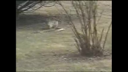 Rabbit Vs Snake Most Viewed.flv