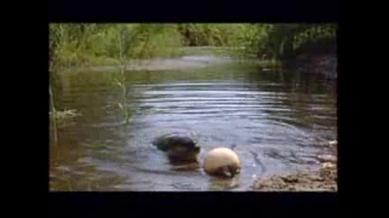 Freaks of Nature Self - Inflating Fish - - National Geographic.flv