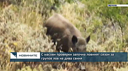 С масови проверки започна ловният сезон за групов лов на дива свиня