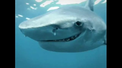 Акула се усмихва 