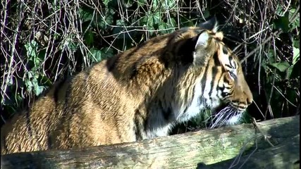 Младите Tiger
