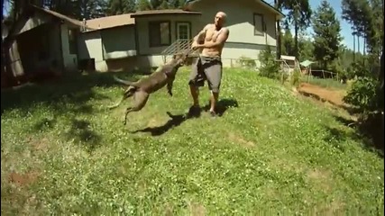 Extreme pitbulls