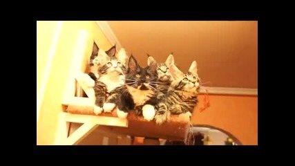 Забавни Котета