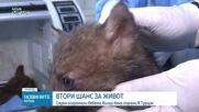 Седем осиротели вълчета получиха втори шанс в Турция
