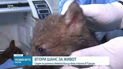 Седем осиротели вълчета получиха втори шанс в Турция