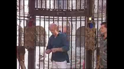 Fort Boyard - Пред Вратата На Съкровищницата - тигър напада Фелиндра