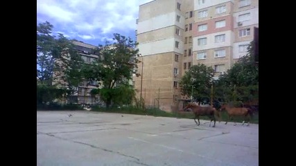 kone na svoboda