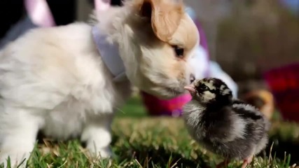 Невероятно сладки животни си играят около великденските яйца
