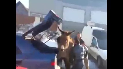 Натъпкаха магарето в багажника
