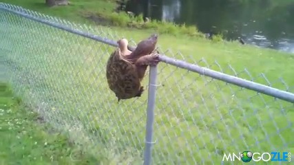 Костенурка срещу ограда
