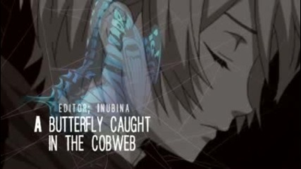 A butterfly caught in the cobweb. 