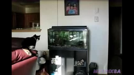 Котка се Разбива в Аквариум