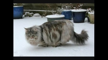 Maine Coon Cat