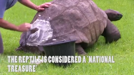 Първото къпане на най-старата костенурка в света