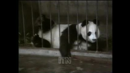 Панда напада човек в Зоологическа градина