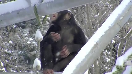 Maruyama Zoo - Шимпанзета