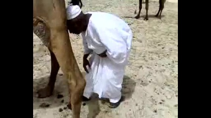 камила насира арабин
