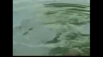 кoстенурка яде гълъб