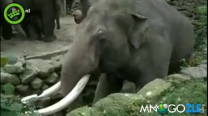 Горкия слон как падна само