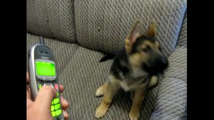 Куче слуша с интерес рингтоновете на телефона