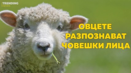 Овце разпознават човешки лица