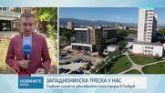 Първи случай на западнонилска треска за сезона е регистриран у нас в Пловдив