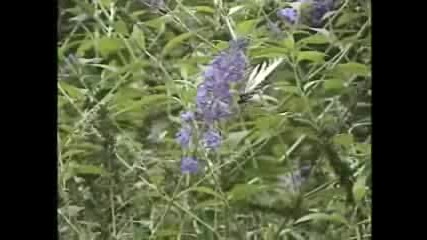 Butterflies in the wind music by Donna Germano