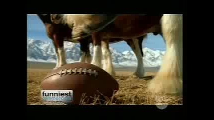 Реклама - Пияна Овца - Budweiser