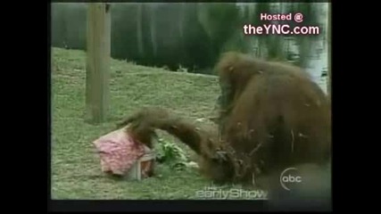 An Ape And A Cat 