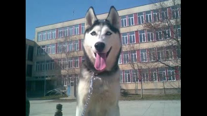 Huskyes ;]