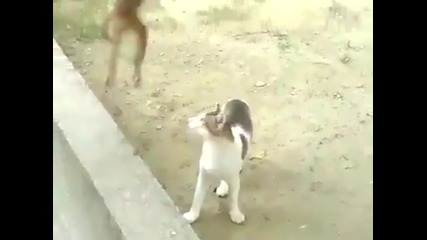 Маймунка Закача Котка (много Смях)