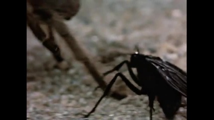 Wasp vs Tarantula