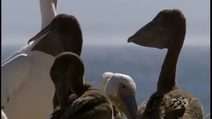 Прехраната на пеликаните. 