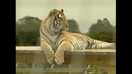Бенгалски тигър отказва да слезе от съоръжение за игра