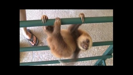 Най - Мързеливото Животно На Земята
