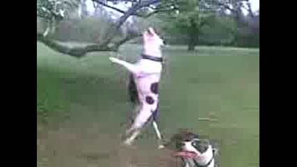 varna pitbull paris i aiki