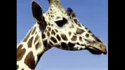 animalsss ~``~``~ 