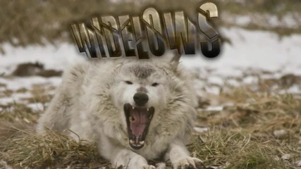 Widelows - Dogpound