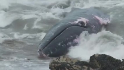 Доброволци в Чили спасиха кит, изпаднал в безпомощно състояние