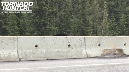 Mama Bear Pulls Cub Off Highway To Safety