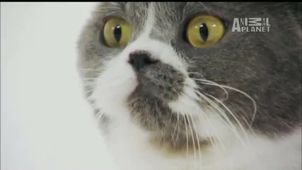 Cats 101 - British Shorthair 