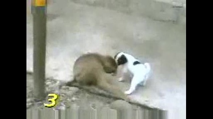 Маймуна се залива от смях след като проверява колко му е дълго на кучето